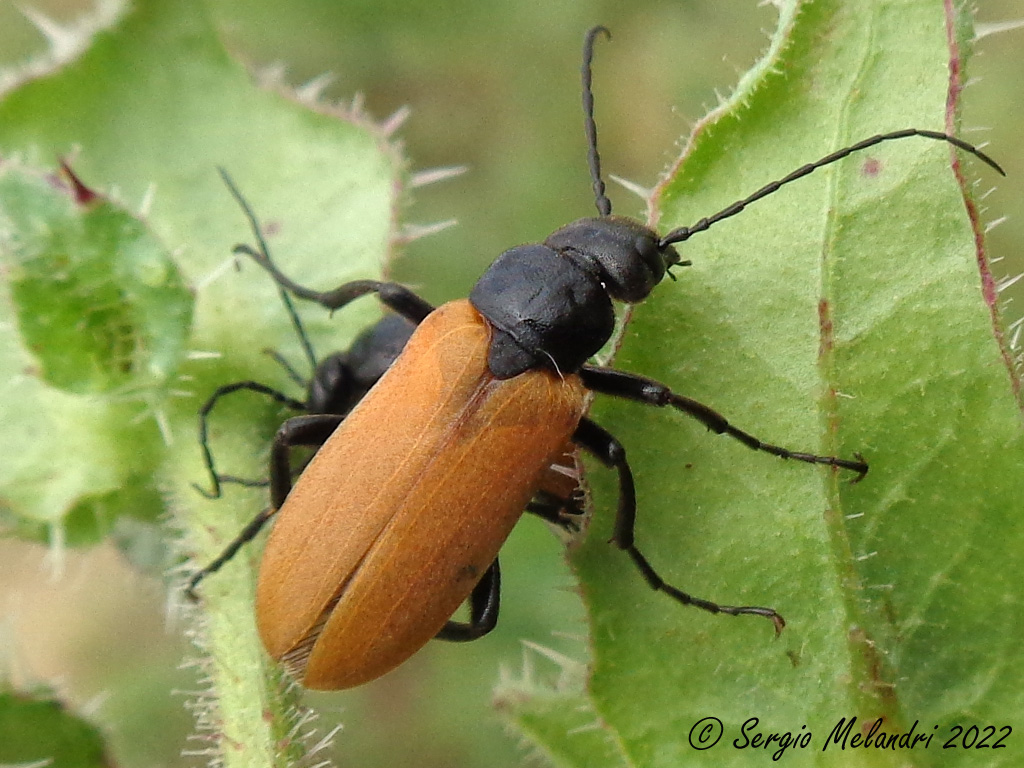 Euzonitis quadrimaculata -Meloidae